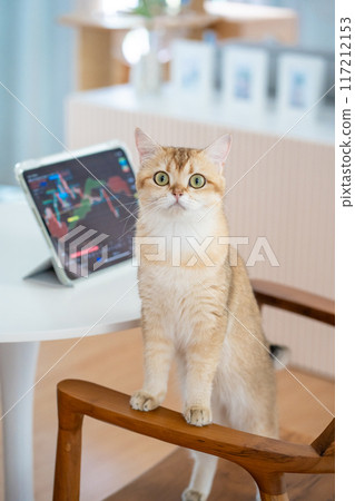 pet acivity concept with british cat stand and relax see laptop in living room 117212153