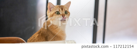 pet acivity concept with british cat stand and relax see laptop in living room pet acivity concept with british cat stand and relax see laptop in living room 117212154