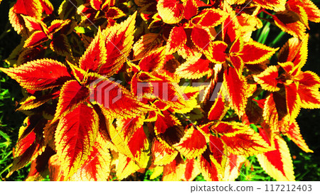 Beautiful coleus leaves 117212403