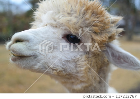 Close-up of alpaca head. Alpaca portrait. Close-up of alpaca head. Alpaca portrait. 117212767