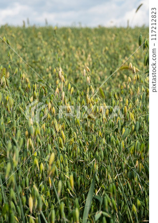 Lush green oat field with dense leafy growth. Agricultural abundance and growth concept. Lush green oat field with dense leafy growth. Agricultural abundance and growth concept. 117212823