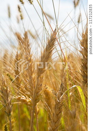 Close up of golden wheat ears in field under sunlight during harvest season. 117212835