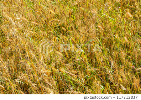 Close up view of golden wheat field with green grass interspersed under sunlight. 117212837