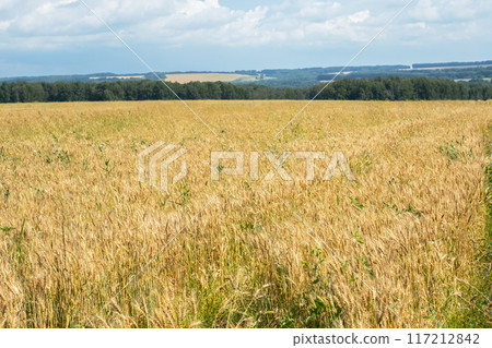 Golden wheat field under cloudy sky with forested horizon. 117212842