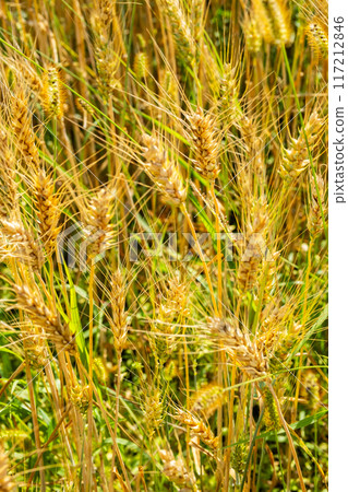 Close up view of golden wheat field with green grass interspersed under sunlight. Close up view of golden wheat field with green grass interspersed under sunlight. 117212846
