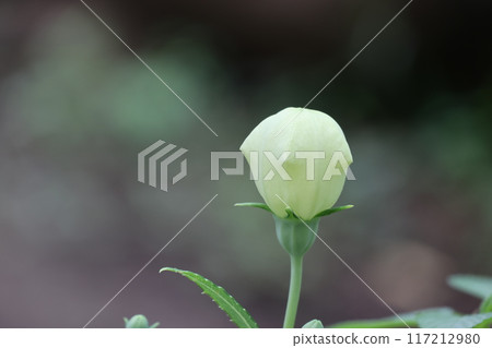 Close-up of a white bellflower bud 117212980