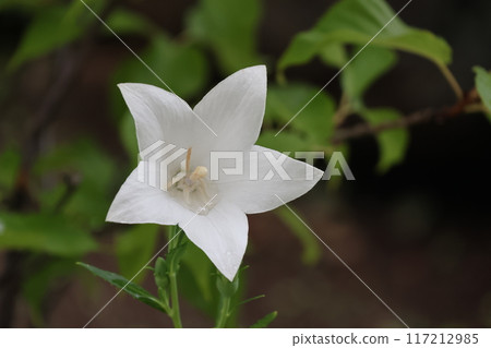 Close-up of a white bellflower Close-up of a white bellflower 117212985