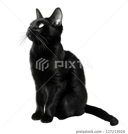 Black Cat Sitting Upward, Isolated Without Background, Looking Up. 117213028