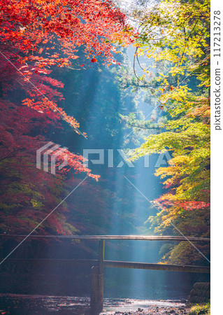 (靜岡縣)小國神社 陽光透過樹林的秋葉 (靜岡縣)小國神社 陽光透過樹林的秋葉 117213278