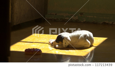 small dog sleeping in the heat of the sun in a house 117213439