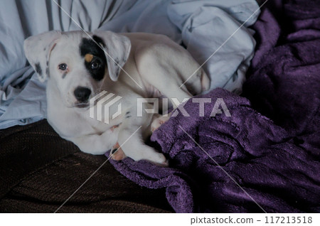young puppy lying down posing for the camera 117213518