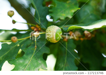 Summer oak tree with small young acorn and lush green leaves in sunny woodland close up 117213746