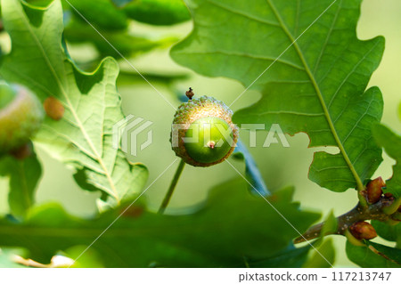 Small acorns develops on oak trees during the vibrant summer season. Leaves rustle gently in the breeze in sunny day 117213747