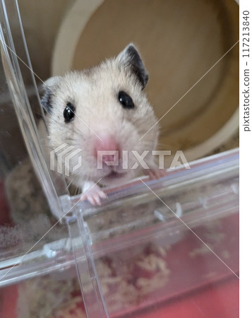 Hamster looking this way Hamster looking this way 117213840