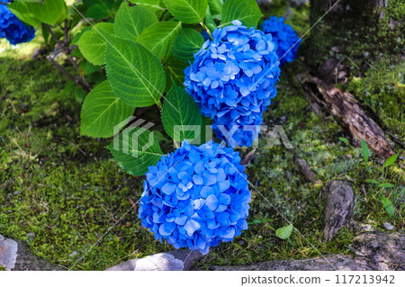 [Kyoto Scenery] Kanshuji Temple - Elegant Hydrangeas 117213942