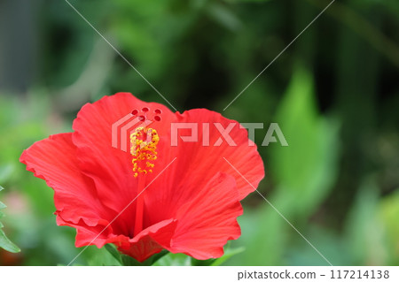 紅芙蓉花近距離拍攝 117214138