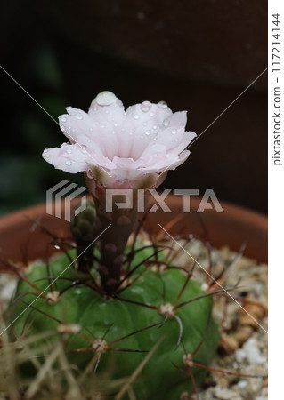 A small cactus with white flowers and polka dots on the petals A small cactus with white flowers and polka dots on the petals 117214144