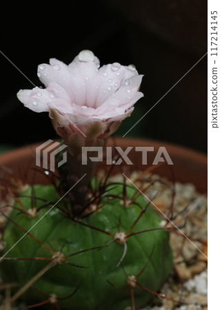 A small cactus with white flowers and polka dots on the petals A small cactus with white flowers and polka dots on the petals 117214145