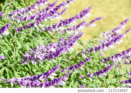 Salvia Leukanta 117214407