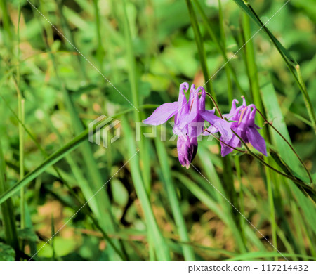 aquilegia plant of purple colors 117214432