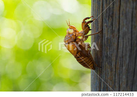 Cicada husks on the tree 117214433