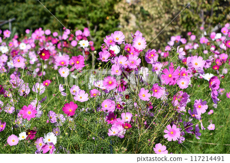 宇宙 宇宙 117214491