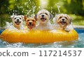dog in swimming pool 117214537