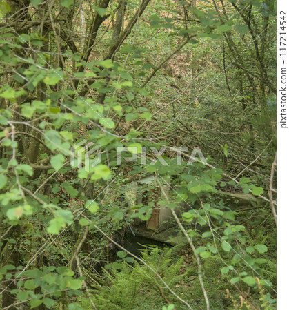 abandoned cabin in the woods 117214542