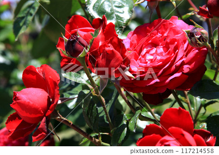 福岡縣久留米市石橋文化中心的玫瑰園盛開 福岡縣久留米市石橋文化中心的玫瑰園盛開 117214558