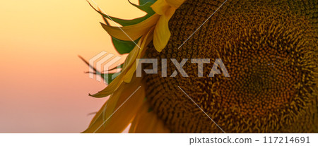 Field sunflowers in the warm light of the setting sun. Summer time. Concept agriculture oil production growing. 117214691
