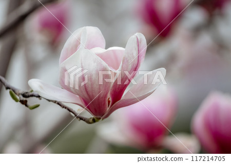 Magnolia Sulanjana flowers with petals in the spring season. beautiful pink magnolia flowers in spring, selective focusing. 117214705