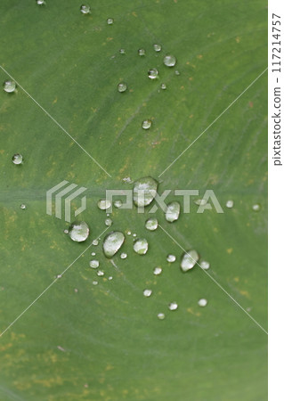 芋頭葉和圓點的特寫照片 117214757