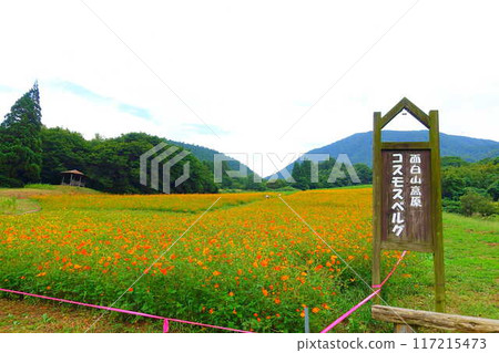 山形市大城山高原的波斯菊盛開、秋天的櫻花、波斯菊山 山形市大城山高原的波斯菊盛開、秋天的櫻花、波斯菊山 117215473
