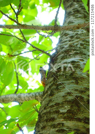 蟬 蟬 蟬 蛻殼 油蟬 117215486