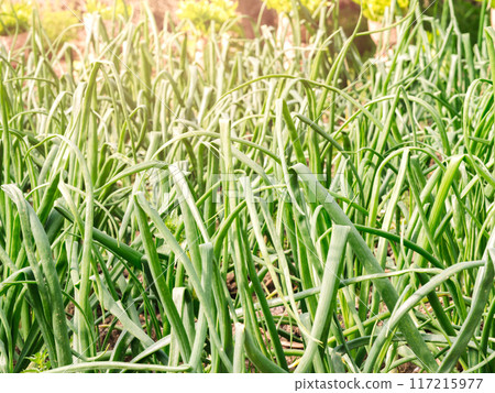 Fresh Green Onion Crop in Sunlit Field 117215977