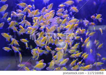 Group of fishes and blue tank in the indoor aquarium 117216068