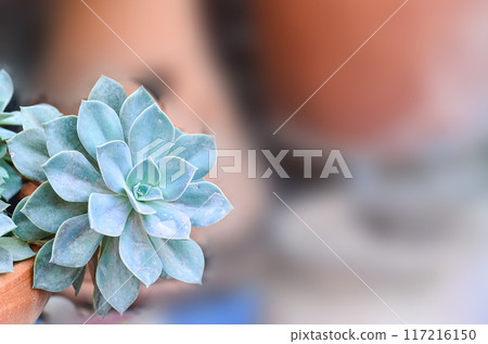 Beautiful Echeveria Minima in nature 117216150