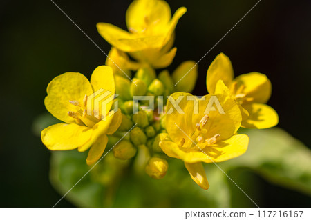 春天到來，油菜花盛開 117216167