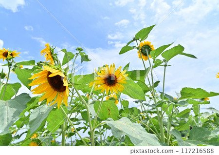 盛開的向日葵和清爽的夏日天空 117216588