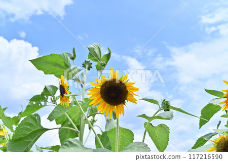 盛開的向日葵和清爽的夏日天空 盛開的向日葵和清爽的夏日天空 117216590