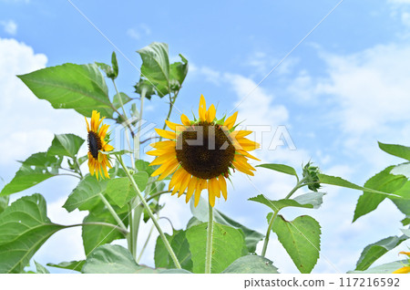 Vibrantly blooming sunflowers and a refreshing summer sky 117216592