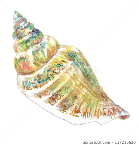 Shell isolate of underwater world of hand drawing in watercolor. Voluta Virescens, Conch sea shell in spiral, smooth, wavy shape with blue, green, yellow, red, brown spots and stripes. Beautiful sea 117216620