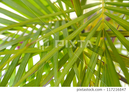 Beautiful Green Leaves background 117216847