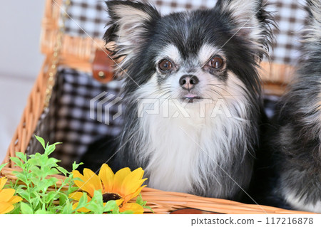 A cute long-haired chihuahua and sunflowers in a basket - Summer material 117216878
