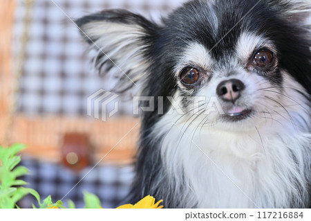 A cute long-haired chihuahua and sunflowers in a basket - Summer material A cute long-haired chihuahua and sunflowers in a basket - Summer material 117216884