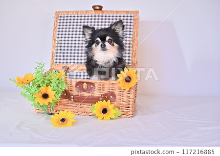 A cute long-haired chihuahua and sunflowers in a basket - Summer material 117216885