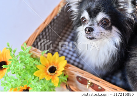 A cute long-haired chihuahua and sunflowers in a basket - Summer material 117216890