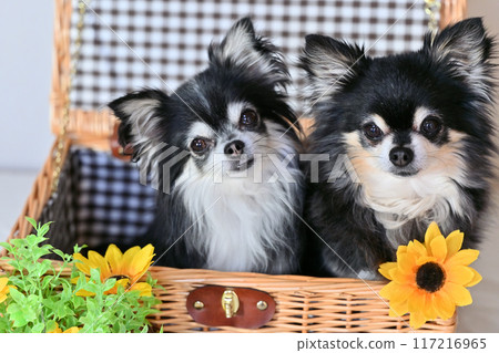 Chihuahua and sunflower friends in a basket - Summer material 117216965