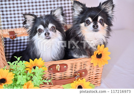 Chihuahua and sunflower friends in a basket - Summer material 117216973