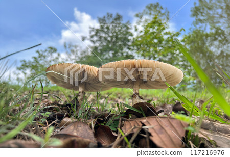 Poisonous mushroom Chlorophyllum molybdites natural blooming white flowers in grass field ,Thailand.. 117216976